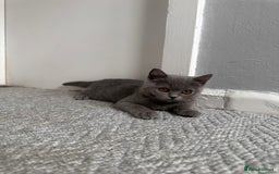 Scottish Fold cats for sale: Two straight gorgeous Boys 🐾 - Image 8