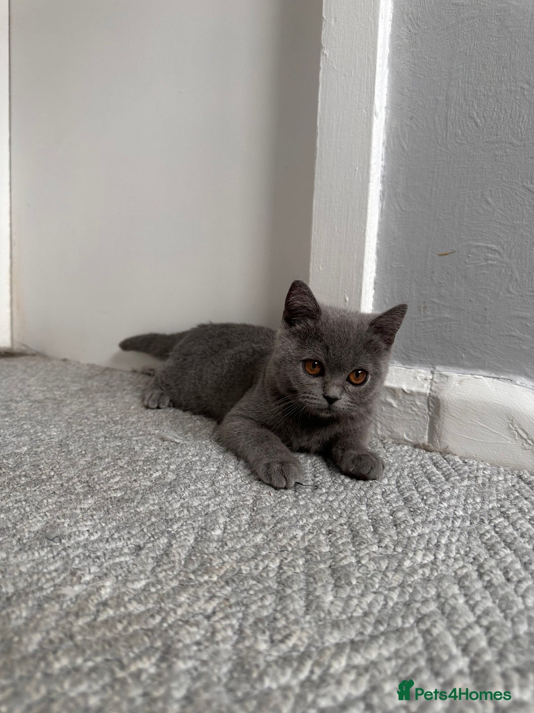Scottish Fold cats for sale: Two straight gorgeous Boys 🐾 - Image 8