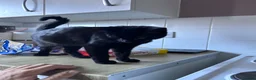 Bombay cats for sale: Prince - Advert 3