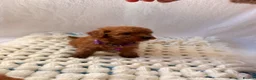 Cockapoo dogs for sale: 🐾 Beautiful Cheeky Cockapoos 🐾 - Advert 19