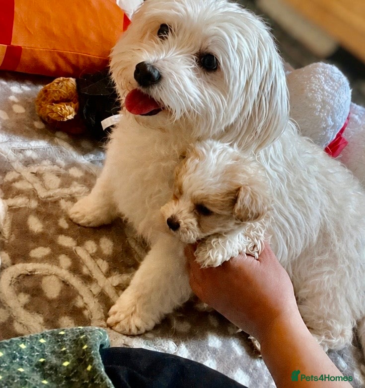 Maltipoo dogs Beautiful Maltipoo puppies for sale 🐶❤️ - Advert 1