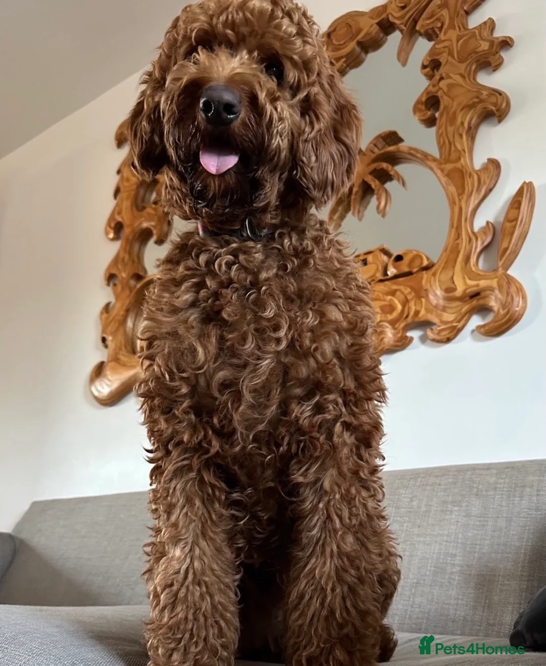 Australian Labradoodle dogs for sale: HEALTH TESTED Australian double doodles  - Advert 2