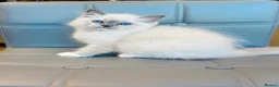 Ragdoll cats for sale: Pure Ragdoll kittens Registered and DNA tested  - Advert 37