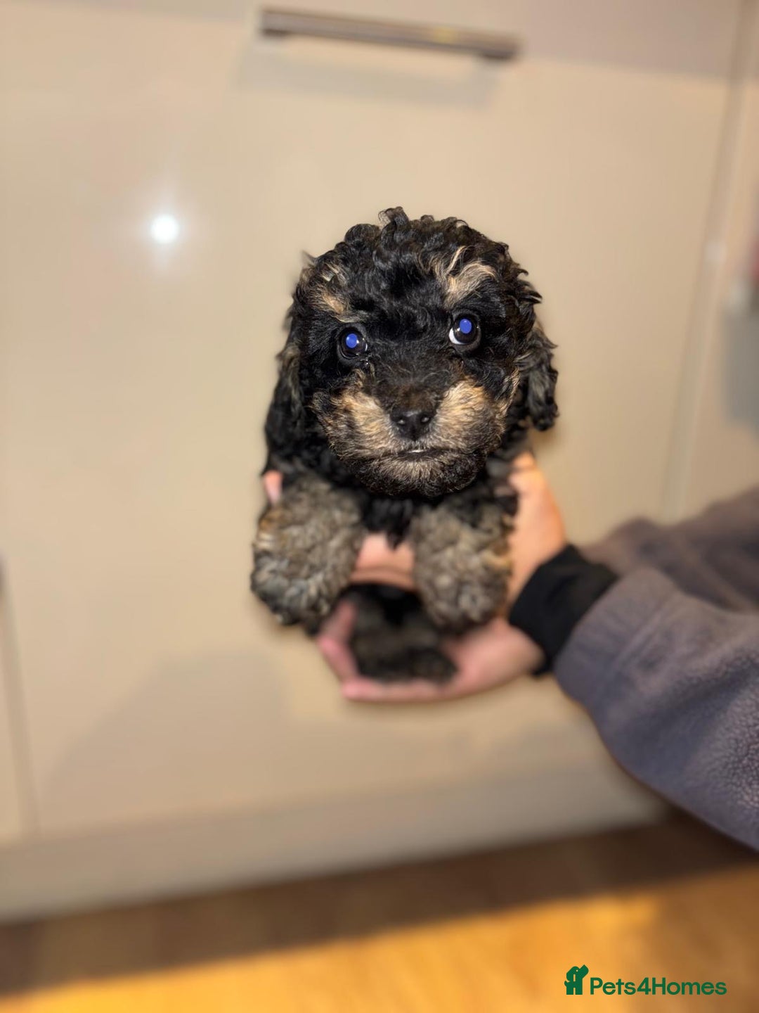 Cavapoo dogs for sale: Stunning cavapoo puppies!! - Advert 6