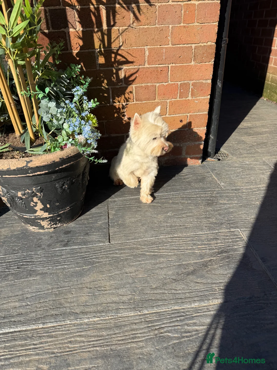 West Highland Terrier dogs for sale: Westie male  in Whitchurch - Advert 2