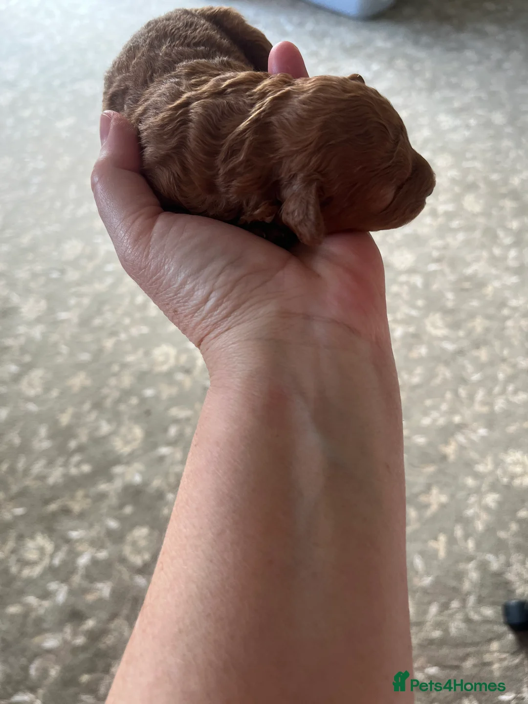 Toy Poodle dogs for sale: Red Toy Poodle  - Advert 9