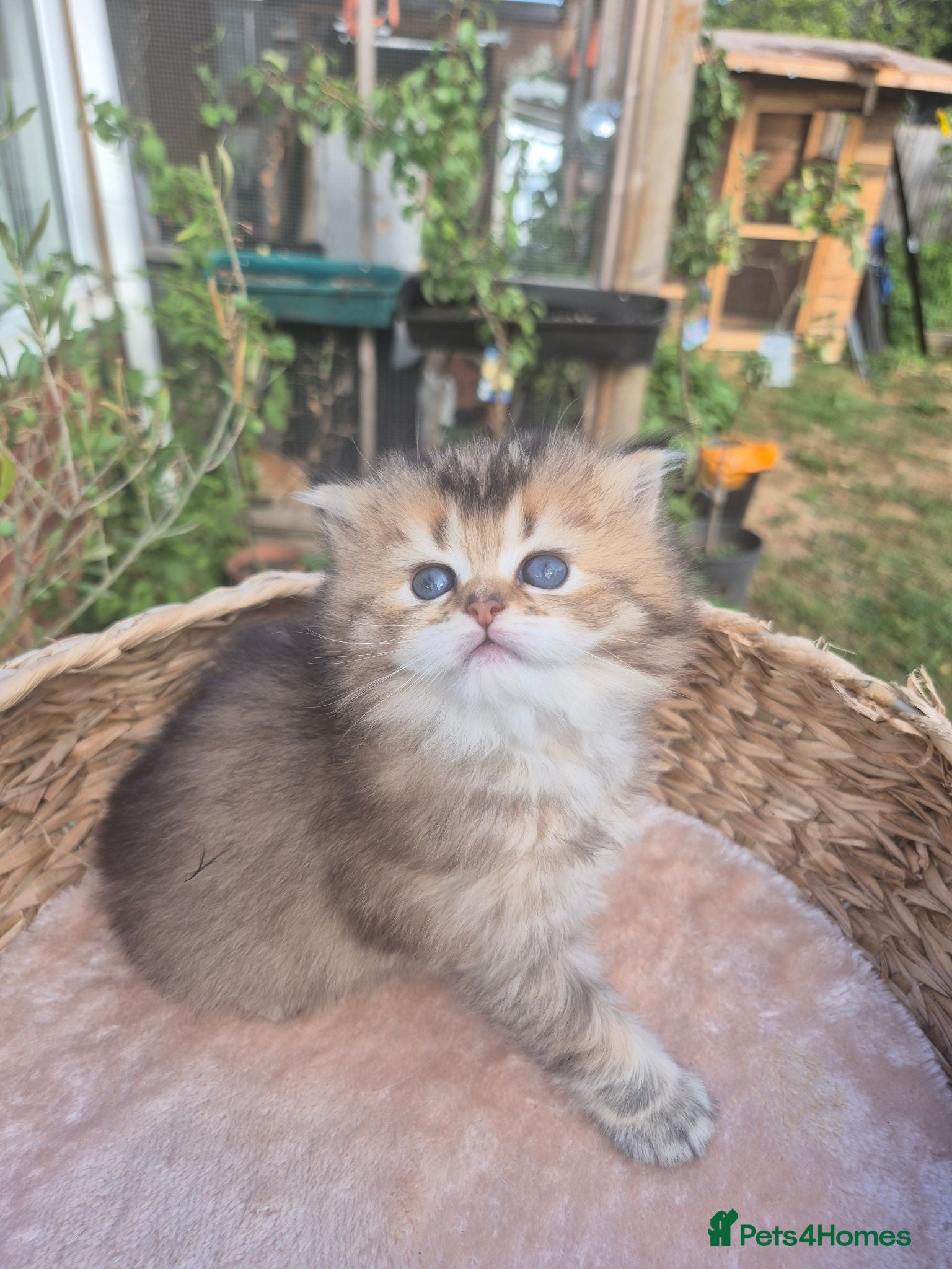 British Longhair cats British Longhair & Shorthair kittens - Advert 2