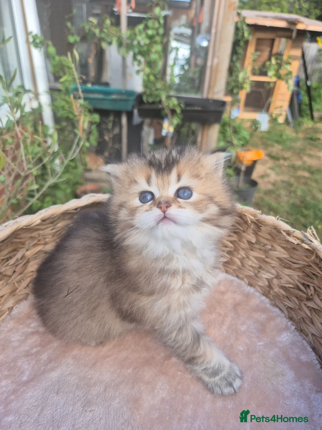 British Longhair cats for sale: British Longhair & Shorthair kittens - Advert 1