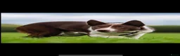 Border Collie dogs for sale: Full Breed Border Collie Puppies in Congleton - Advert 6