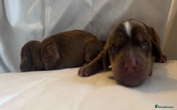Cocker Spaniel dogs for sale: 🐶💕Newborn baby cockers💕🐶 - Image 8