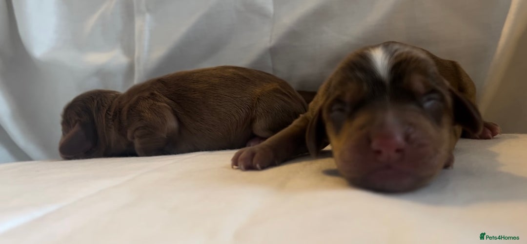 Cocker Spaniel dogs for sale: 🐶💕Newborn baby cockers💕🐶 - Image 8