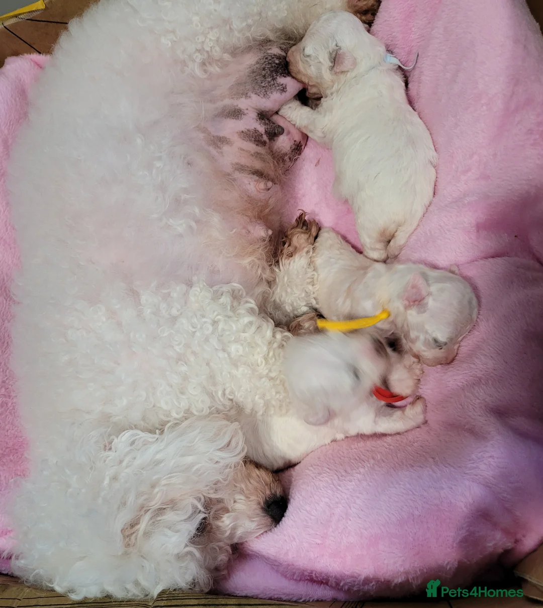Bichon Frise dogs for sale: beautiful puppies 1 boy 2 girls bichon fries in Liverpool - Advert 2