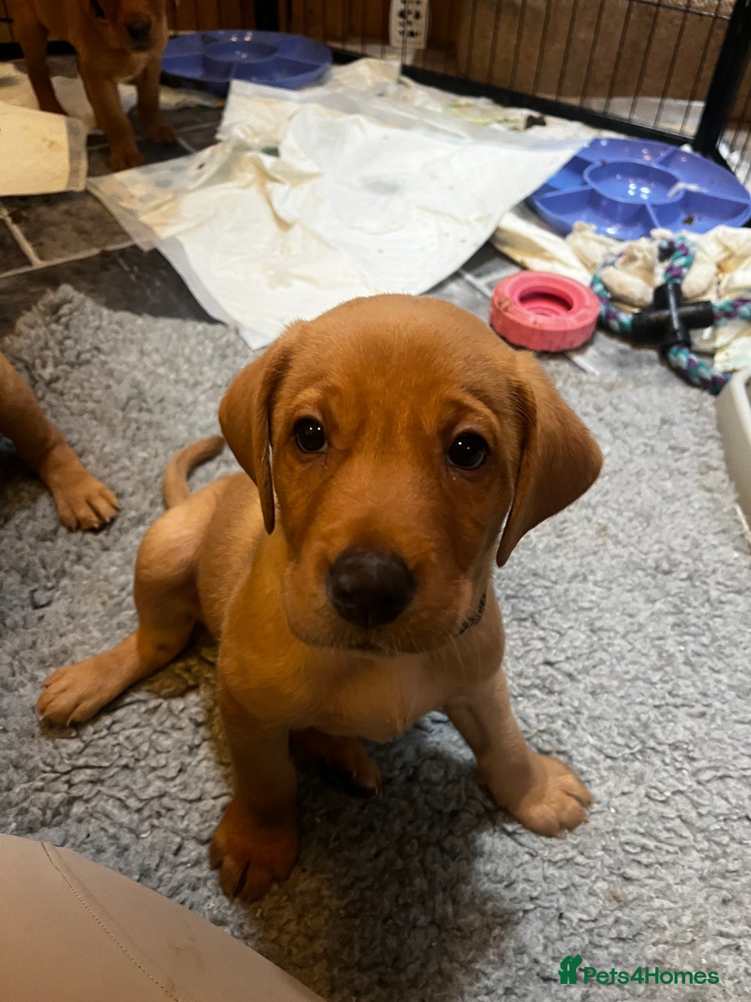Labrador Retriever dogs for sale: KC Registered Fox Red Labrador Puppies - Image 14