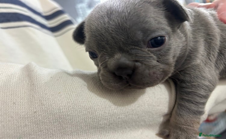 French Bulldog dogs - Advert 8