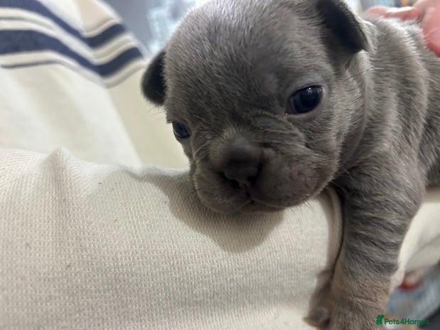 French Bulldog dogs - Advert 8