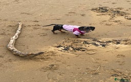 Miniature Dachshund dogs for sale: Miniature dachshund FEMALE  - Image 6