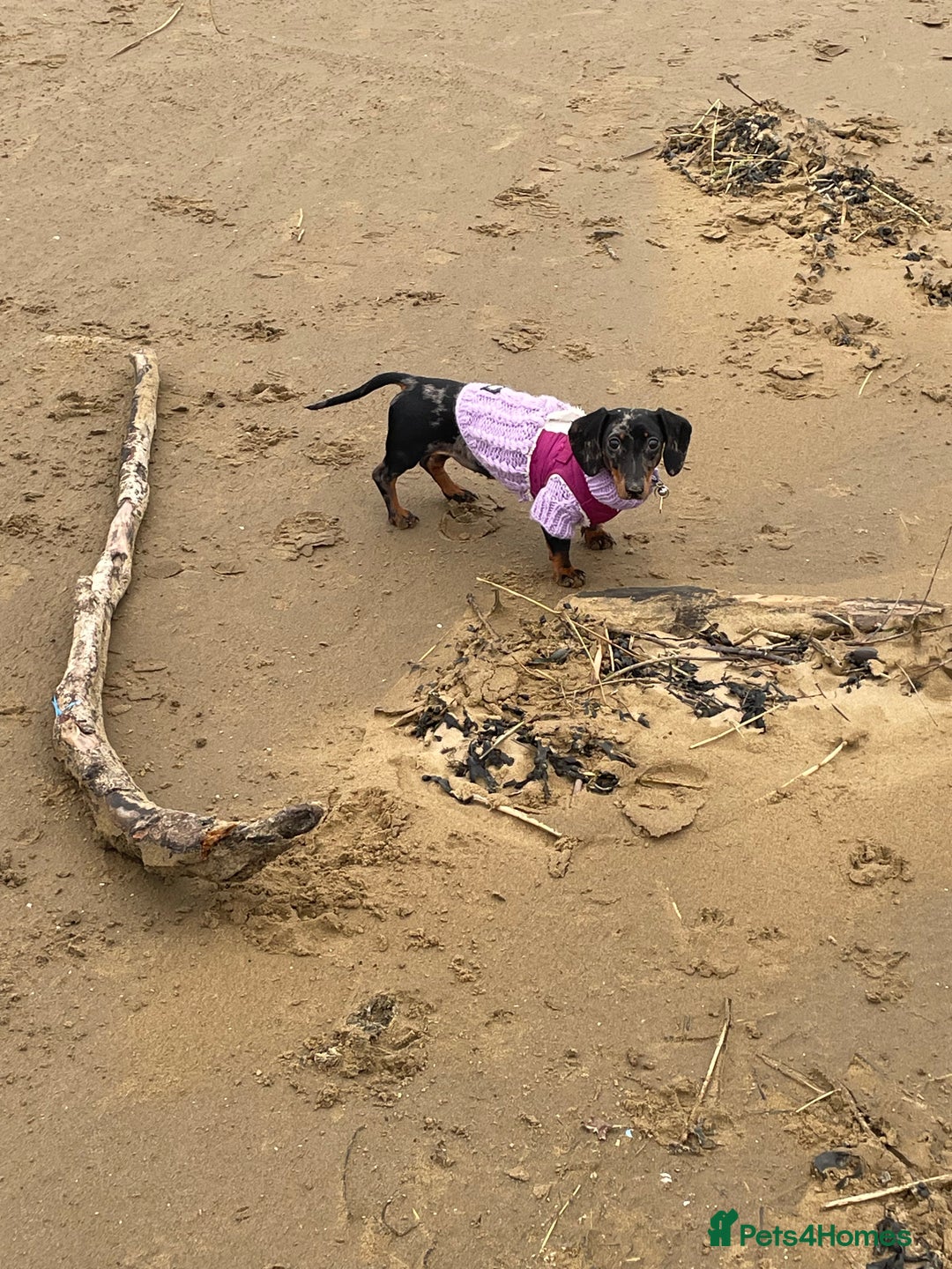 Miniature Dachshund dogs for sale: Miniature dachshund FEMALE  - Image 6