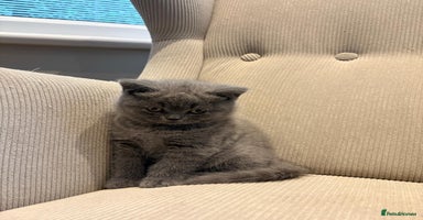 British Shorthair cats - Advert 12