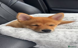 Mixed Breed dogs for sale: Beautiful 7 month old Pomshi hybrid  - Image 12