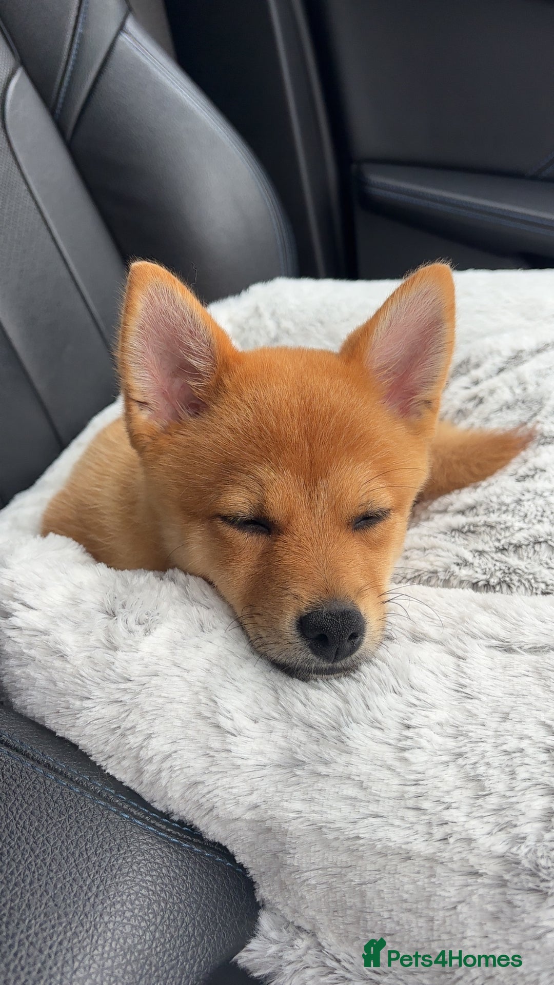 Mixed Breed dogs for sale: Beautiful 7 month old Pomshi hybrid  - Image 12
