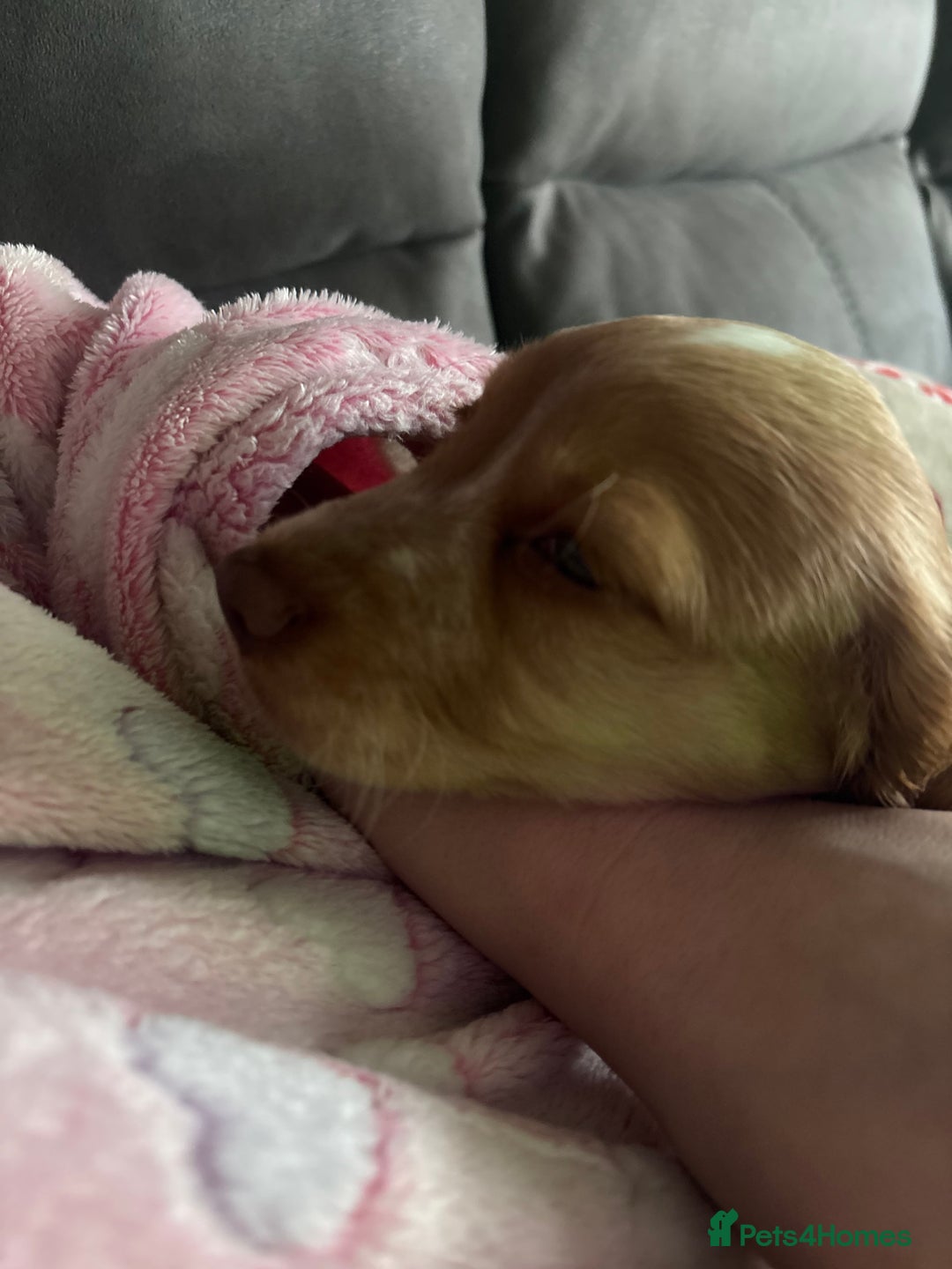 Cockapoo dogs for sale: Cockapoo Open to offers - Advert 7