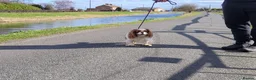 Cavalier King Charles Spaniel dogs for stud: Beautiful extensively health tested Cavalier Stud  in Wisbech - Advert 5
