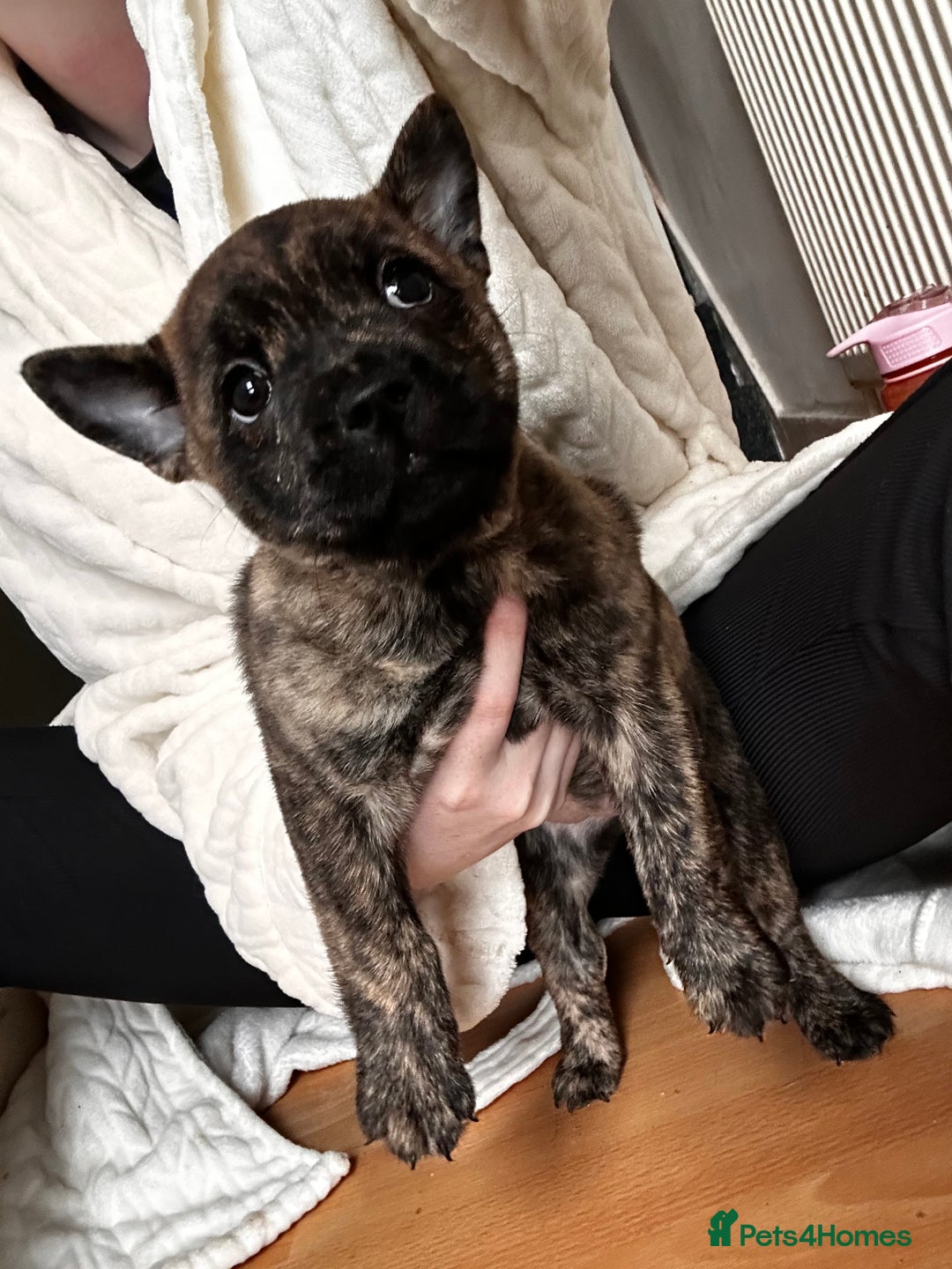 Mixed Breed dogs for sale: Beautiful French chows ready to leave!  - Image 10