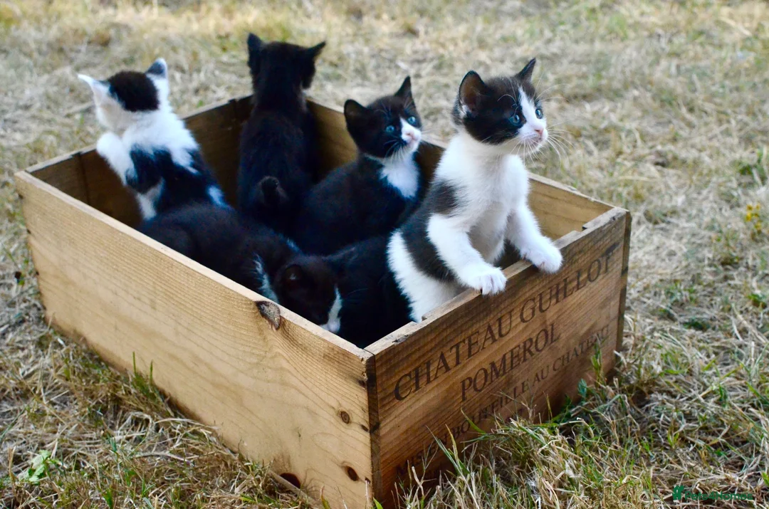 Ragdoll cats for sale: THE MOST BEAUTIFUL KITTENS  - Advert 23