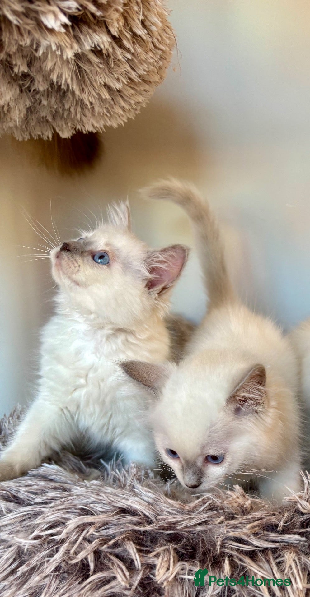 Ragdoll cats GCCF Registered Lilac Ragdoll Kitten  - Advert 2