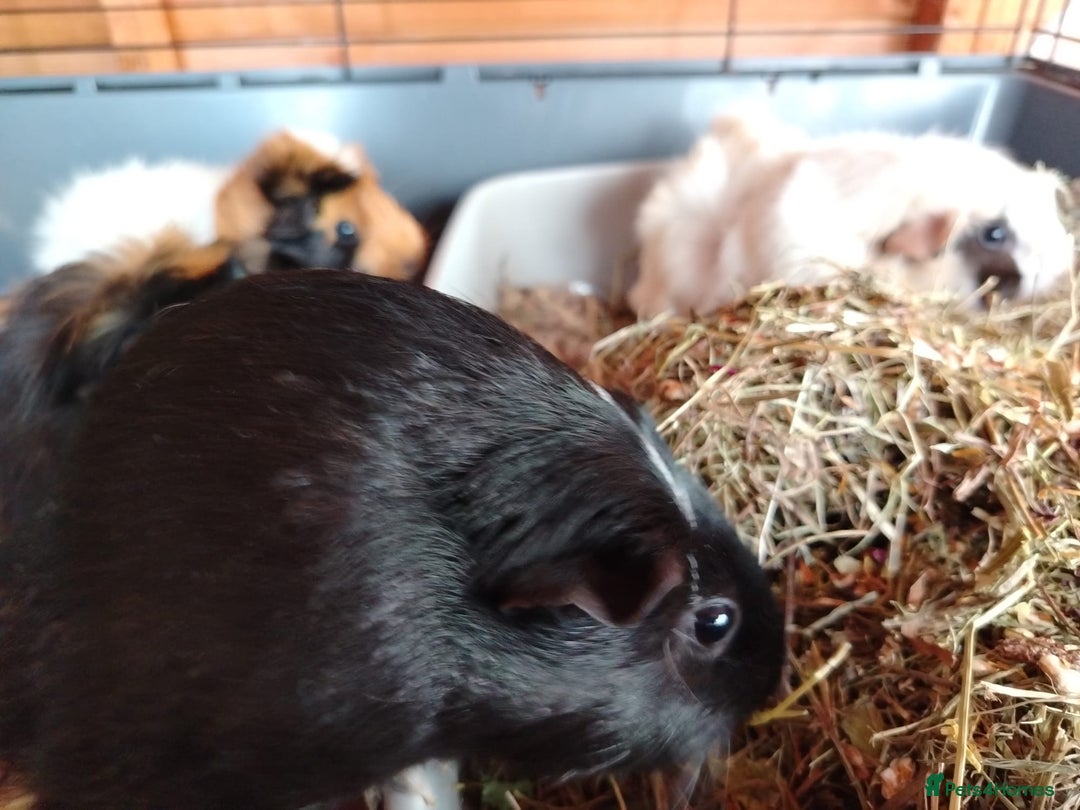 Guinea Pig rodents for sale: Herd of Guinea Pigs - Image 6