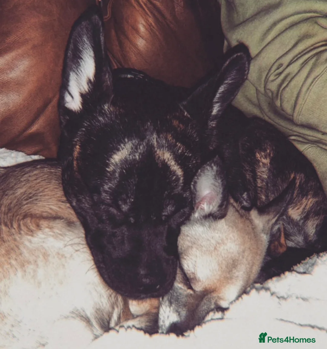 Mixed Breed dogs for sale: Kovu -cutie, energetic pup in need of forever home - Advert 3