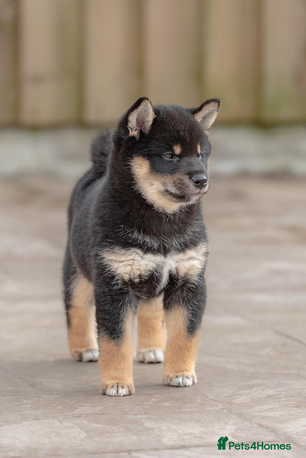 Japanese Shiba Inu dogs Beautiful Shiba Inu puppies  - Advert 2