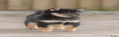 Japanese Shiba Inu 1