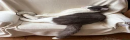Ragdoll cats for sale: Male ragdoll x BSH 11months - Advert 5