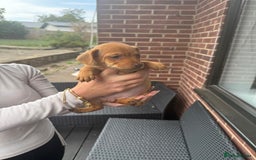 Patterdale Terrier dogs for sale: Patterdale fell terriers  - Image 12