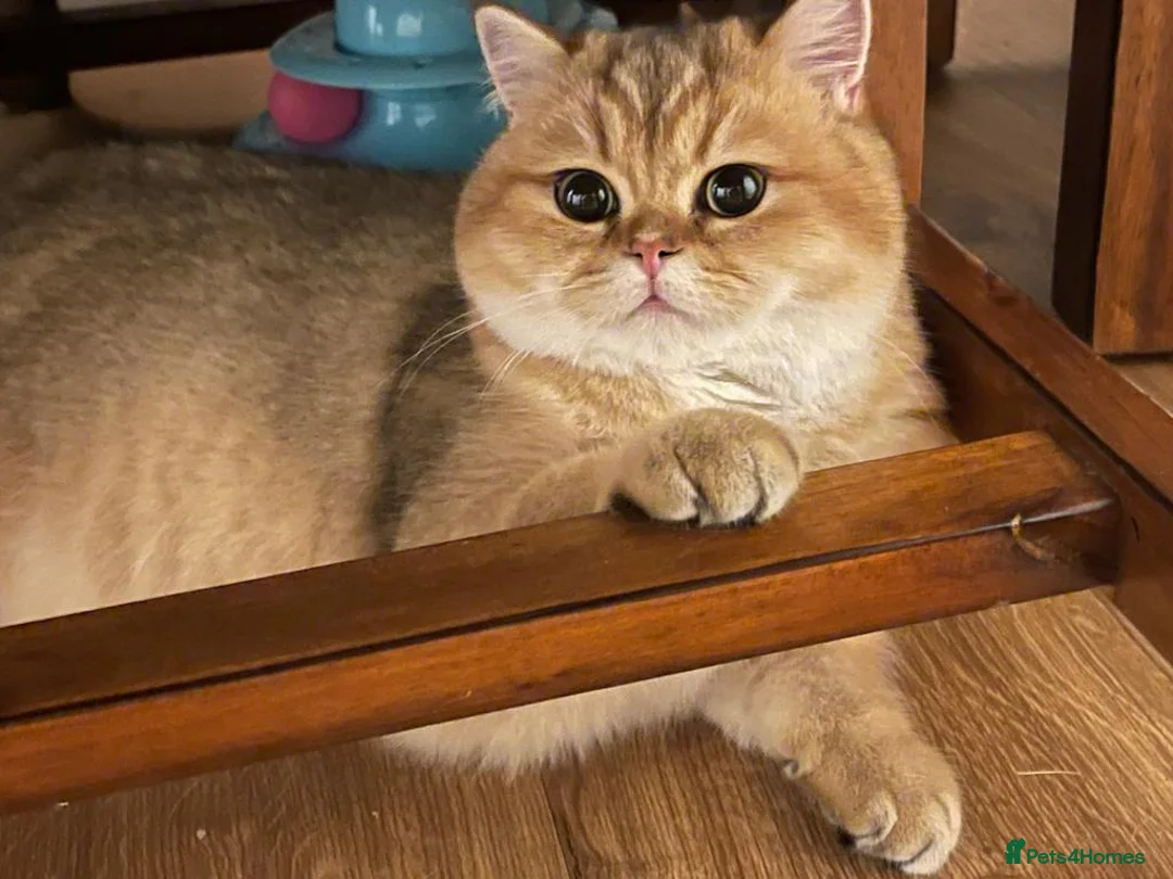 British Shorthair cats for stud: Love Bug NY12 for Stud Duties ONLY in Alton - Advert 7