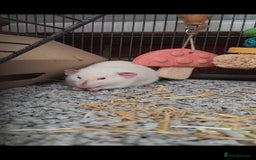 Rat rodents for sale: 2 male rats - Advert 9