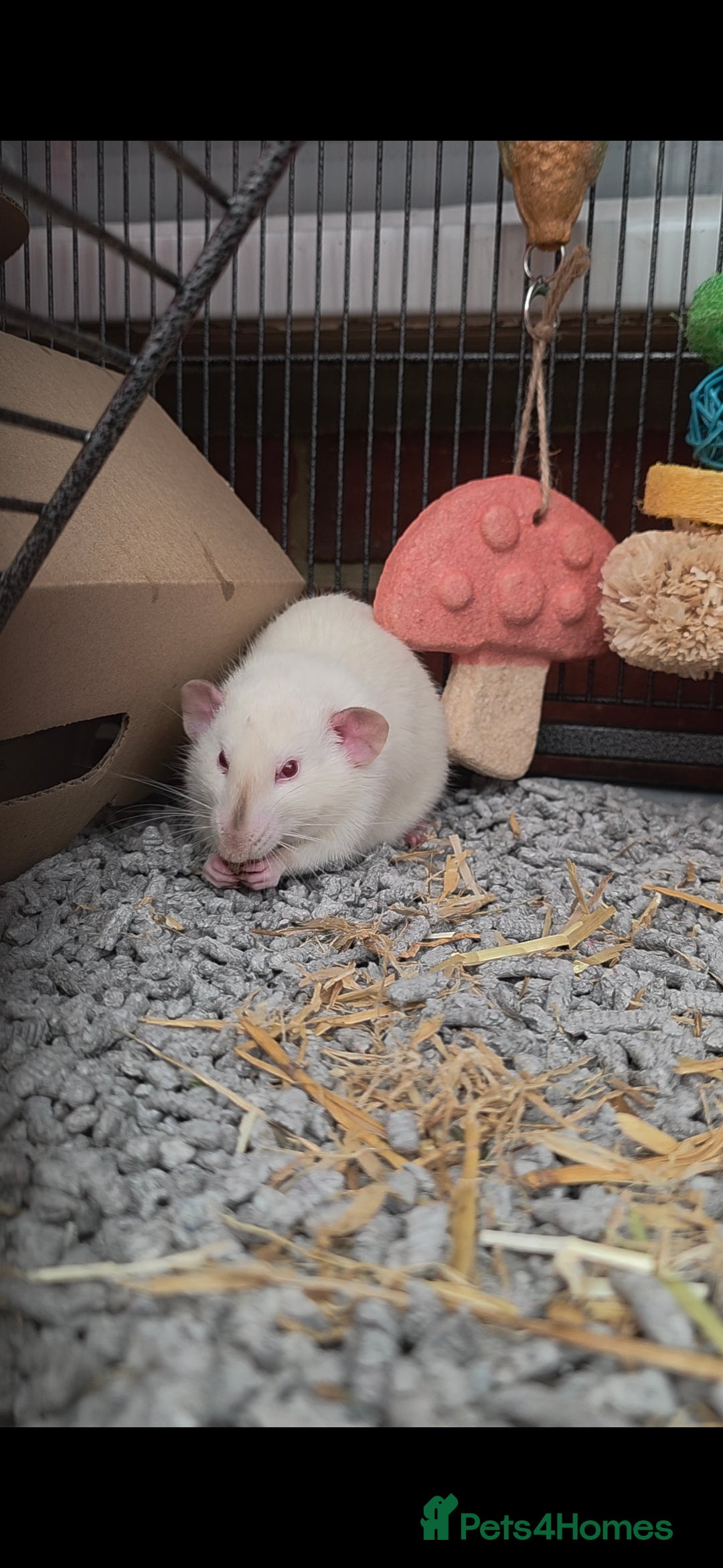 Rat rodents for sale: 2 male rats - Advert 9