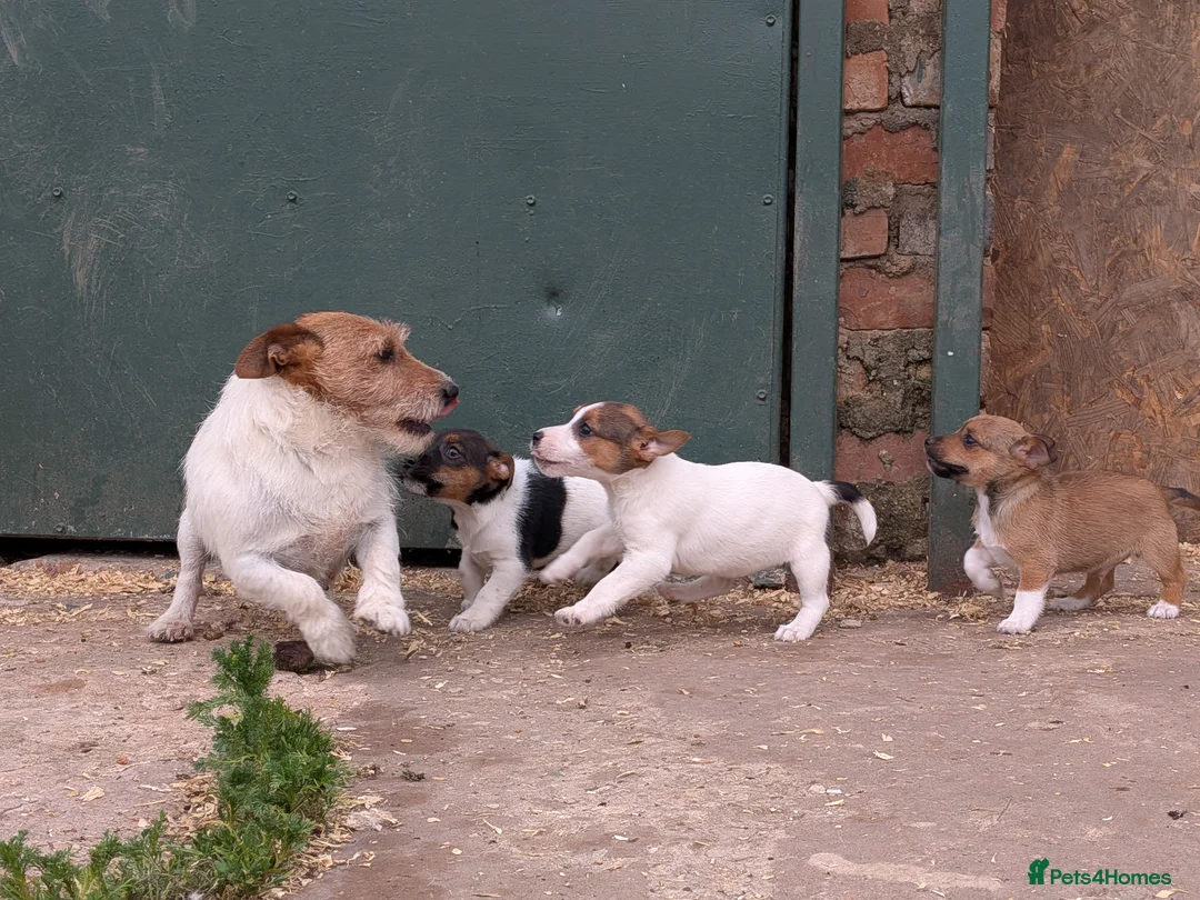 Jack Russell dogs for sale: Jack Russell Puppies - Advert 1