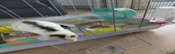 Rat rodents for sale: 2 male rats in Thetford - Advert 8