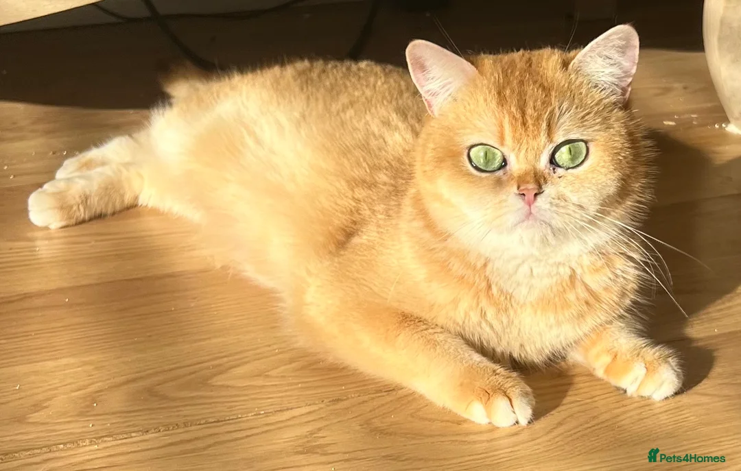 British Shorthair cats for sale: 🏆 Golden NY12 British Shorthair Girl 🏆 - Advert 1