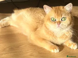 British Shorthair cats 🏆 Golden NY12 British Shorthair Girl 🏆 - Advert 1