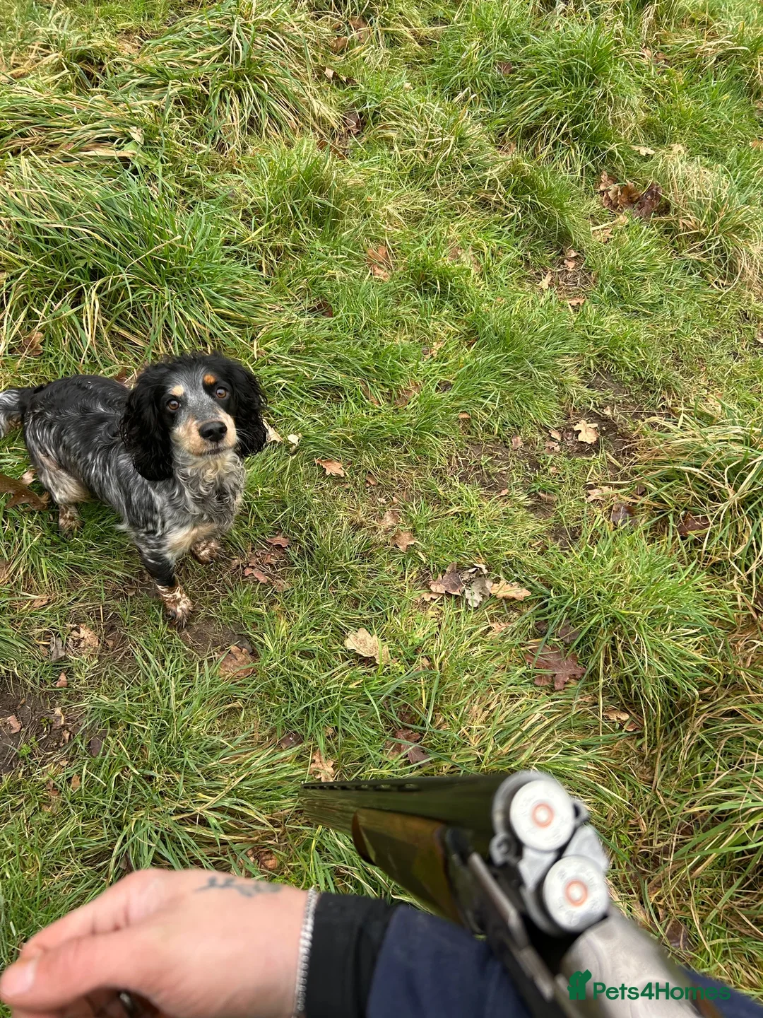Cocker Spaniel dogs for sale: Trained cocker spaniel bitch - Advert 10