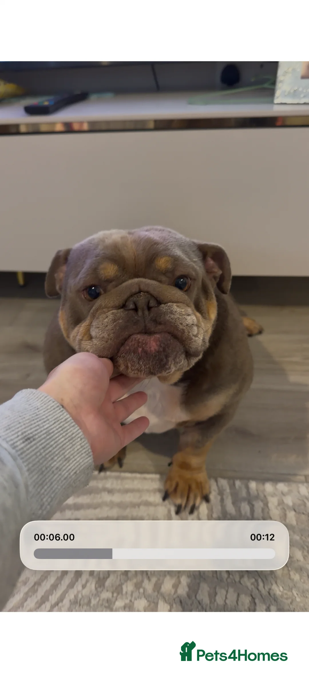 English Bulldog dogs for sale: Rehoming female English bulldog - Advert 4
