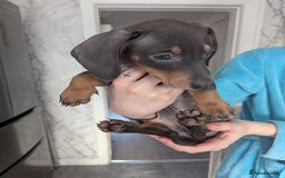 Miniature Dachshund dogs for sale: 2 beautiful boys ready now  - Image 4