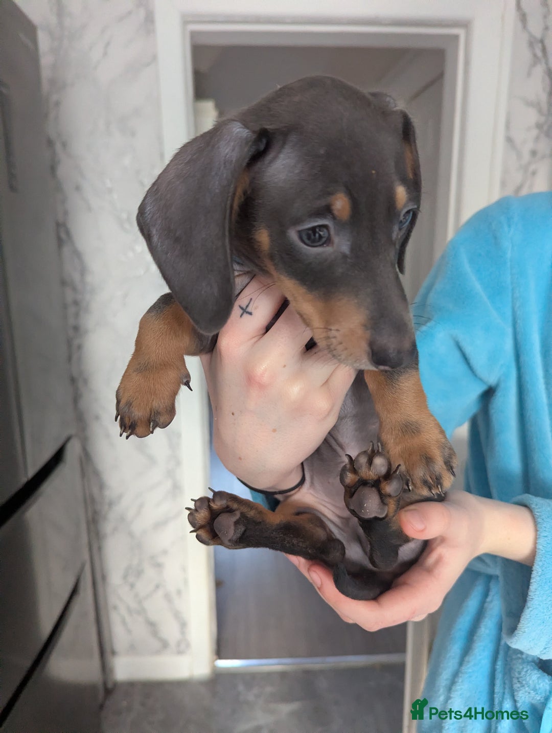 Miniature Dachshund dogs for sale: 2 beautiful boys ready now  - Image 4