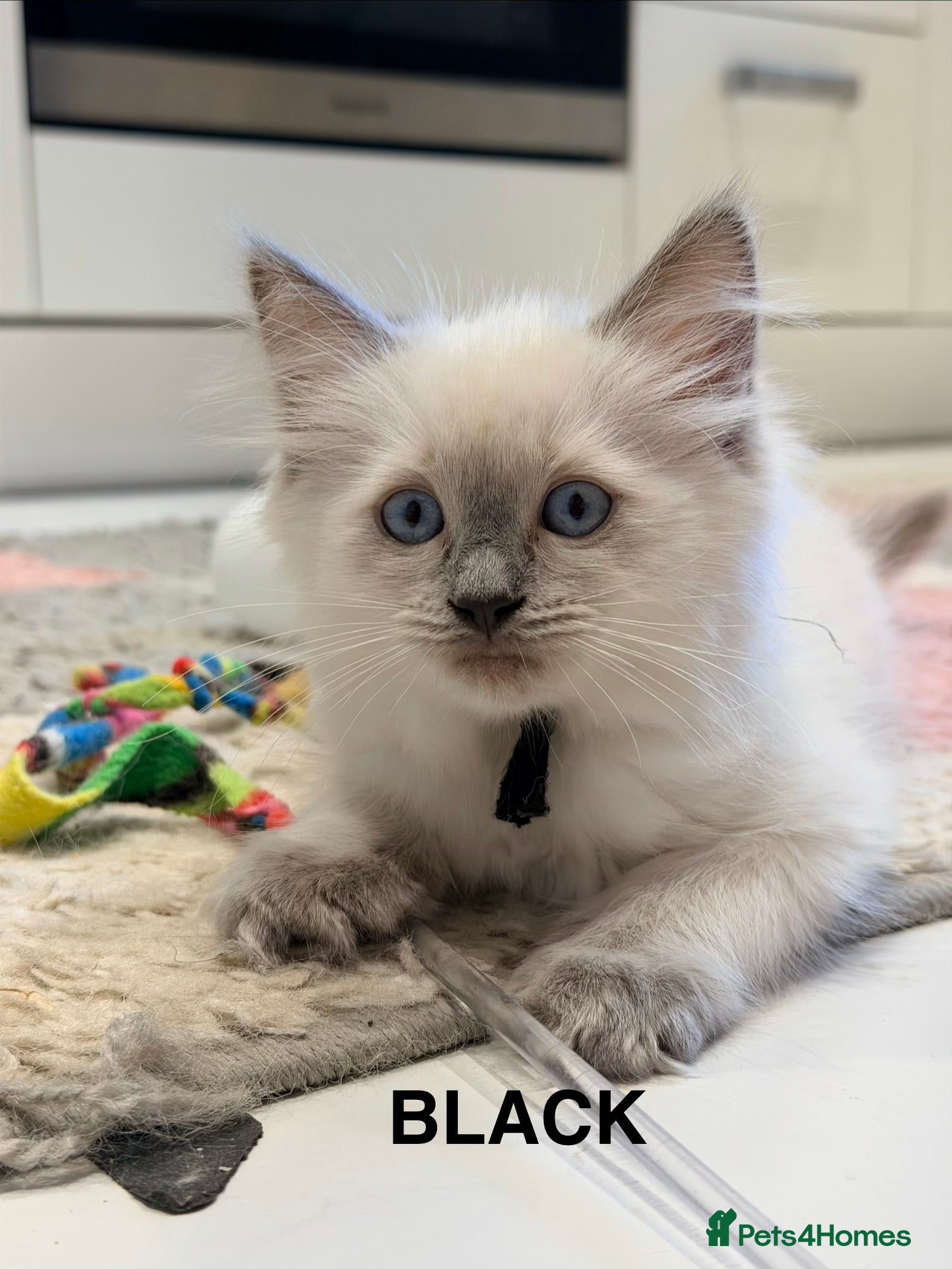 Ragdoll cats 5 stunning ragdoll kittens! ❤️ - Advert 6