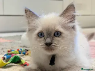 Ragdoll cats 5 stunning ragdoll kittens! ❤️ - Advert 6