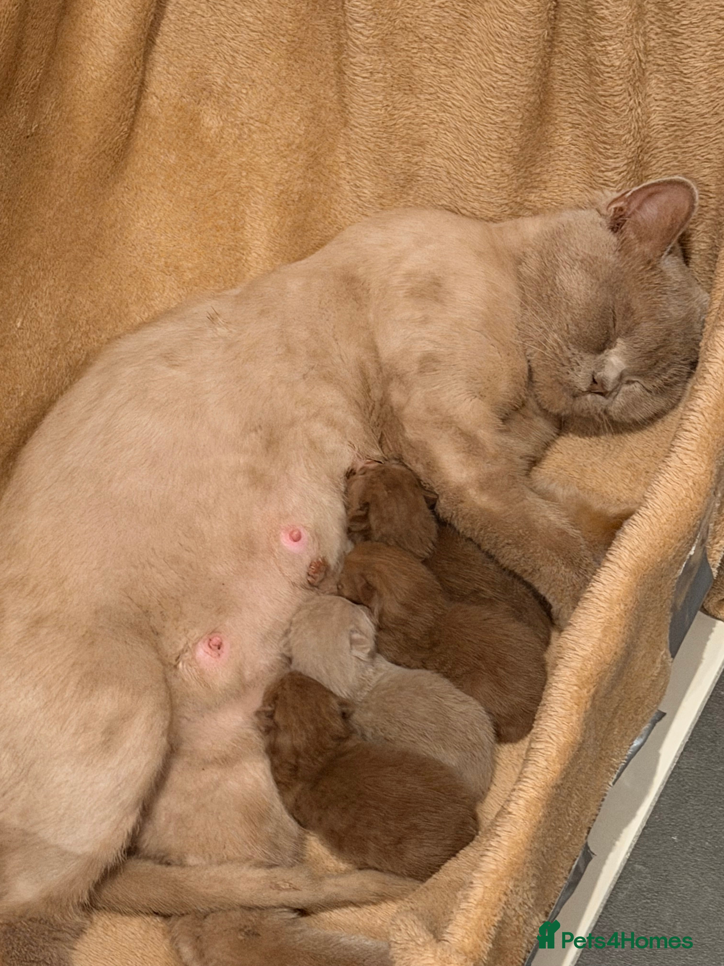 British Shorthair cats Cinnamon British shorthair kittens - Advert 4