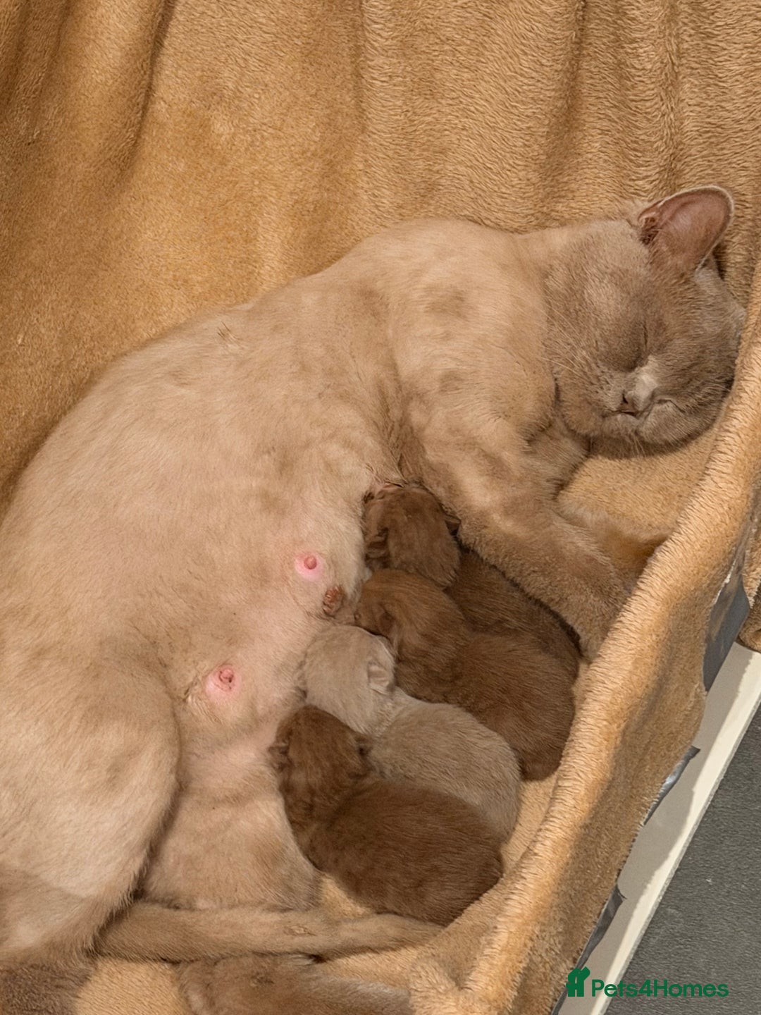 British Shorthair cats for sale: Cinnamon British shorthair kittens - Advert 6